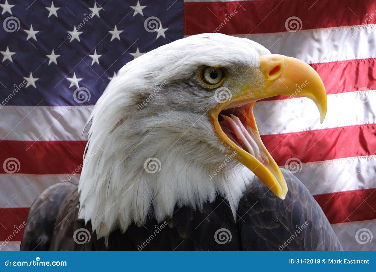 American Eagle Royalty Free Stock Photos - Image: 3162018