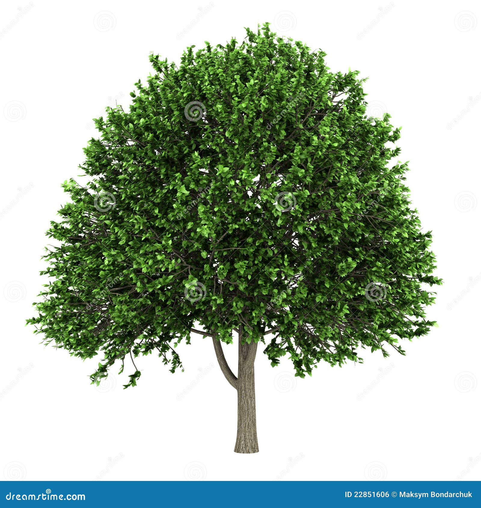 free clipart elm tree - photo #14