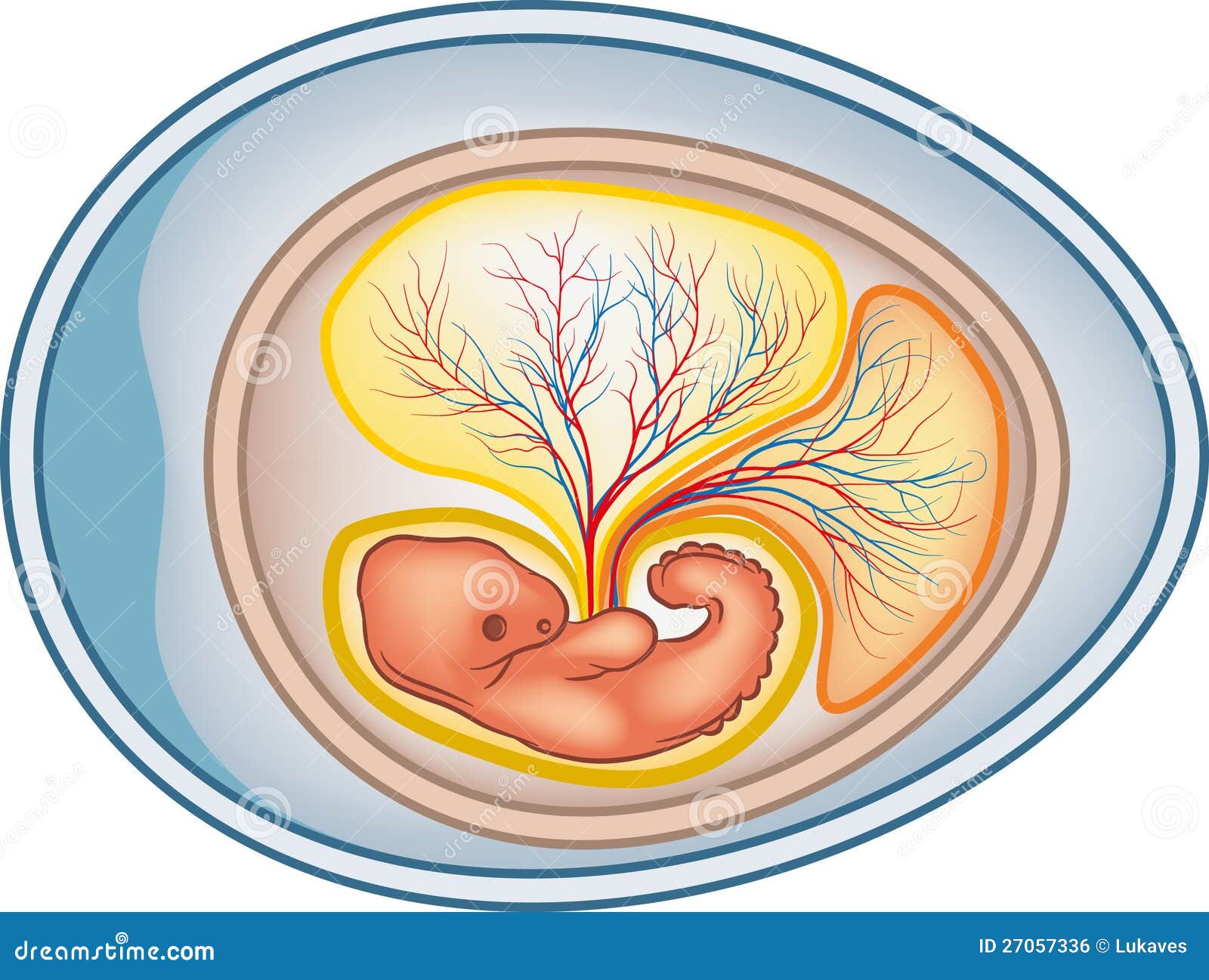 Amniotic egg   definition of amniotic egg by the free 