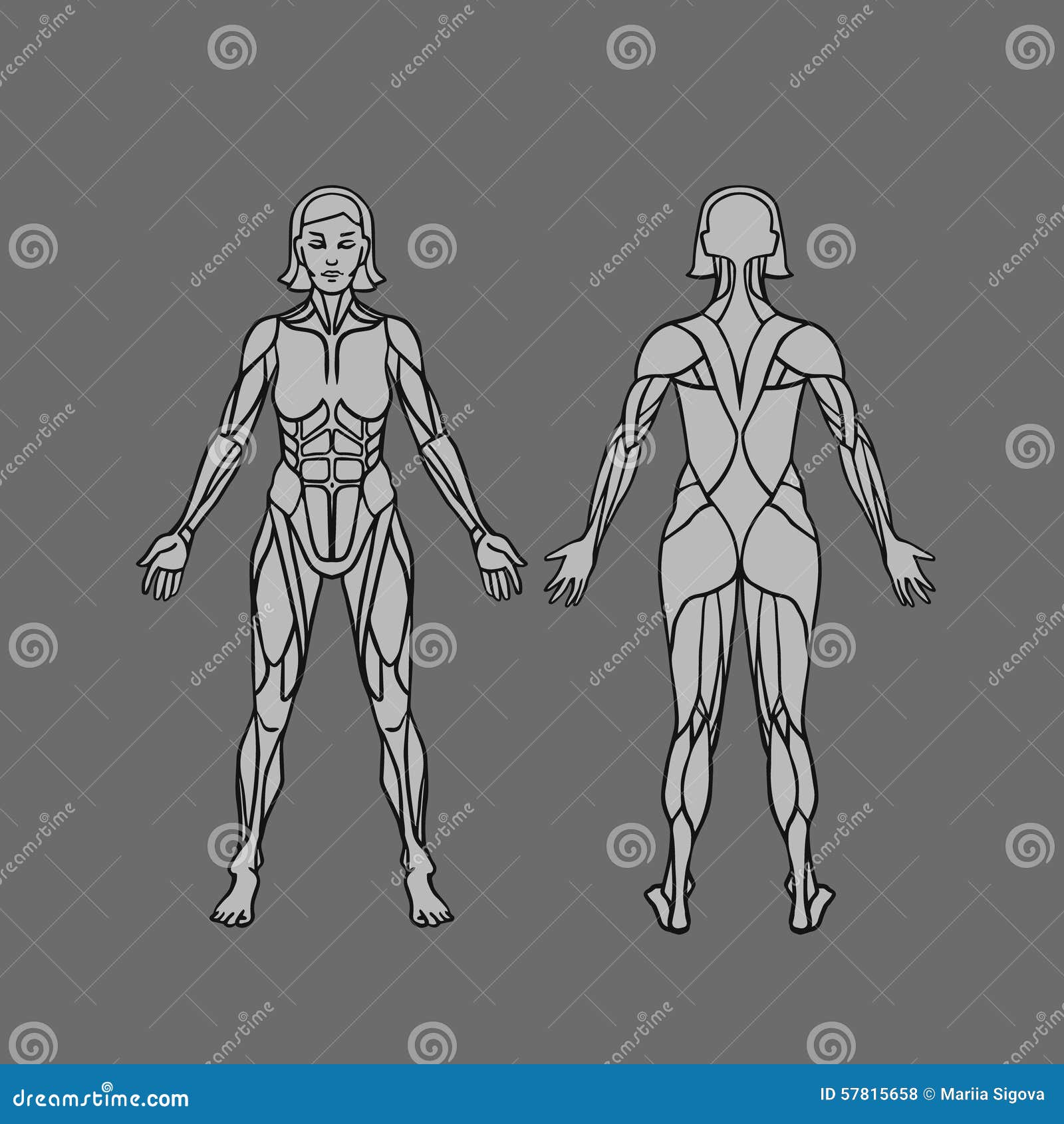 Back Muscles Drawing Reference Female : Pin by Fox on Anatomy | Figure
