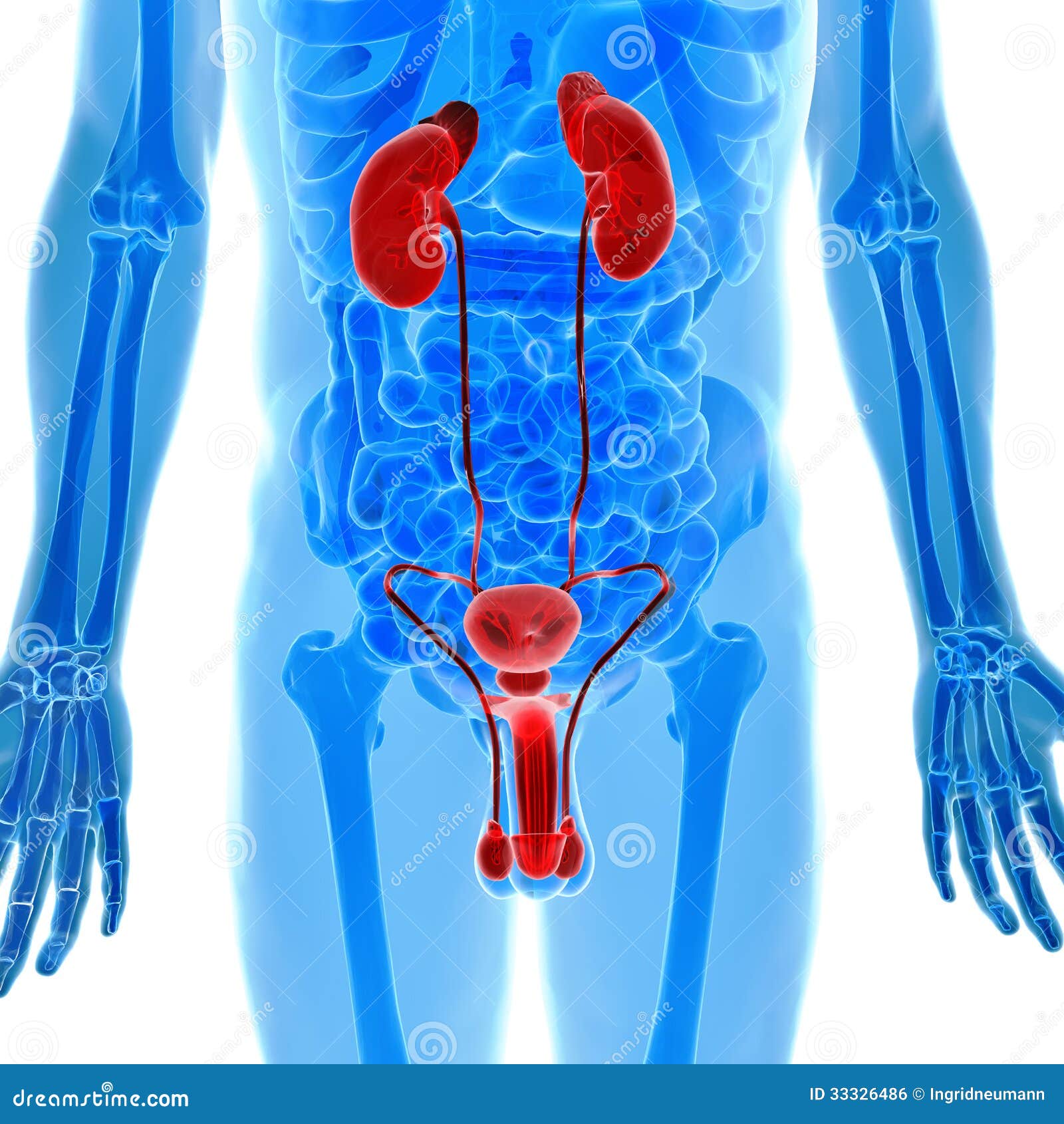 Anatomy Of Human Urogenital Organs In X