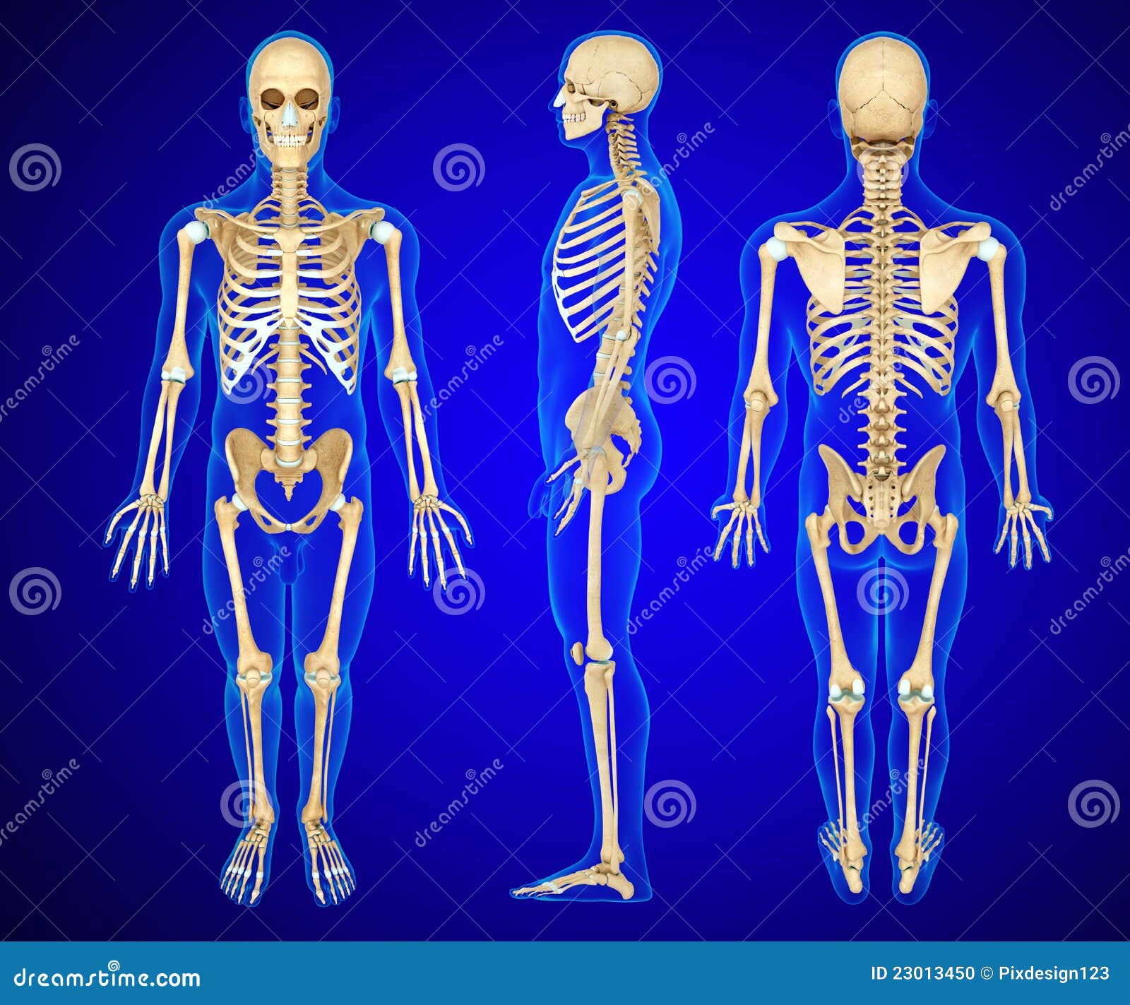 Stock Photo: Anatomy illustration of a human skeleton. Image: 23013450
