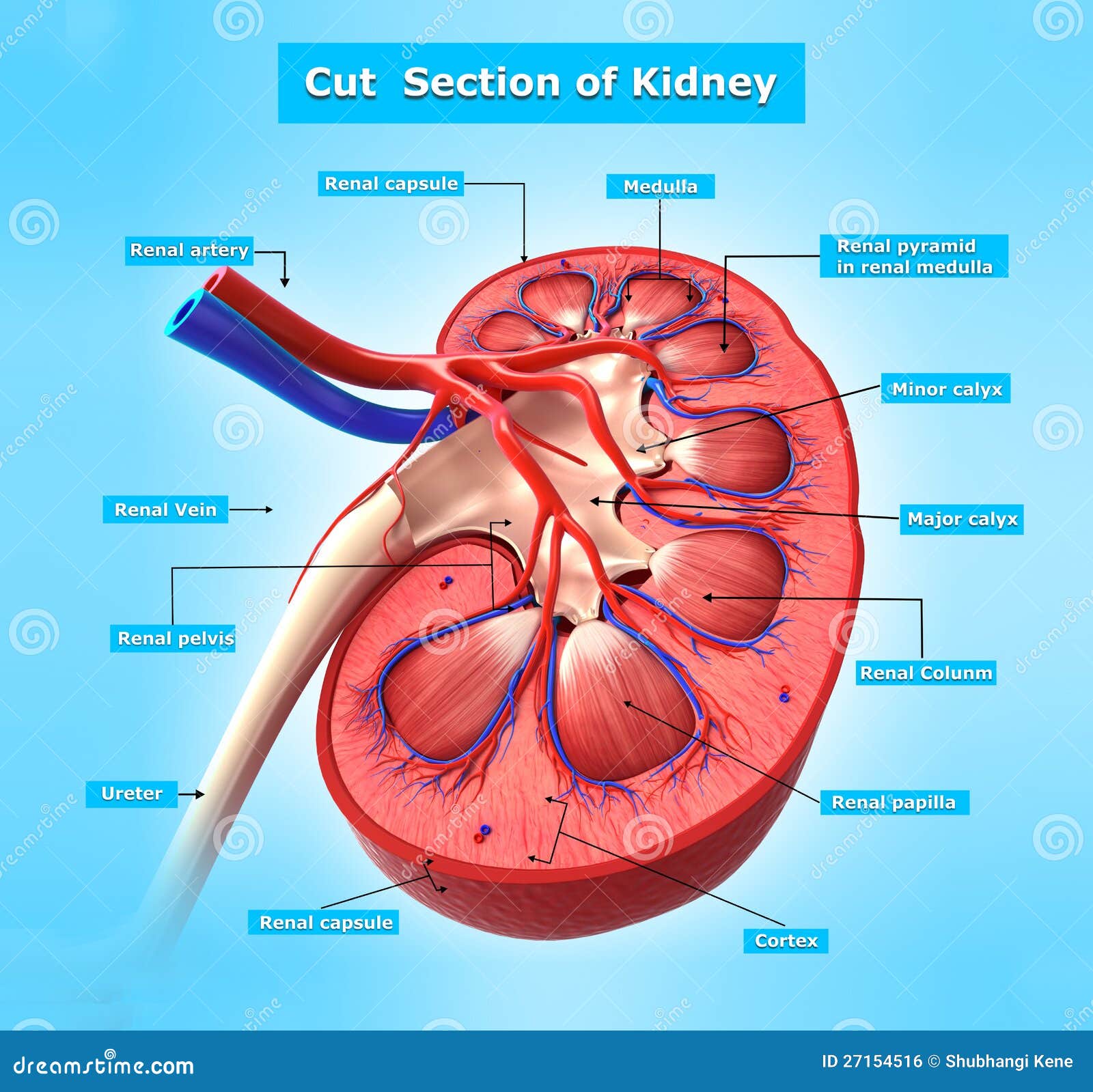 Anatomy Of Kidney Cross Section In Blue Royalty Free Stock Image