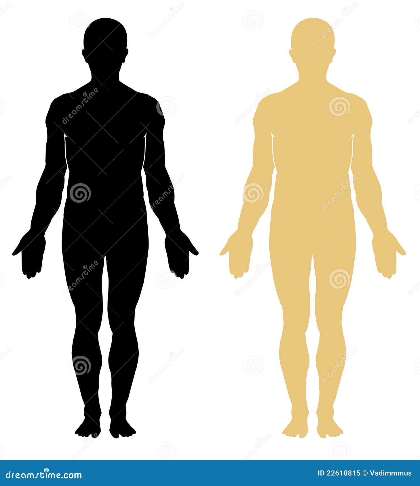 Anatomy. Male Body Royalty Free Stock Photo - Image: 22610815