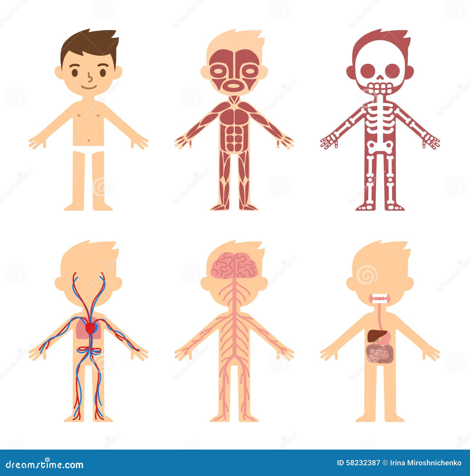 organ system clipart - photo #38