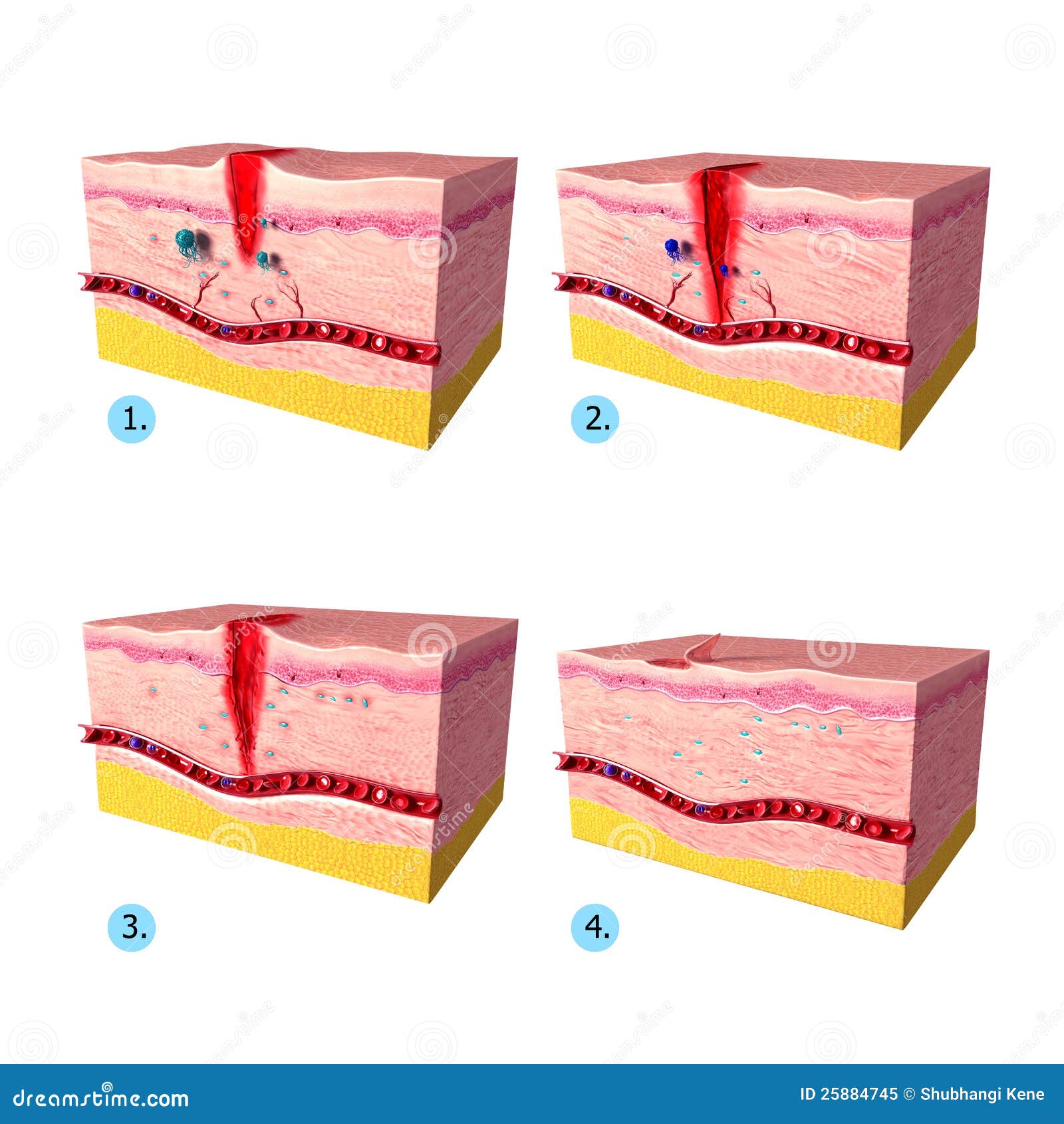 clipart of human tissue - photo #9