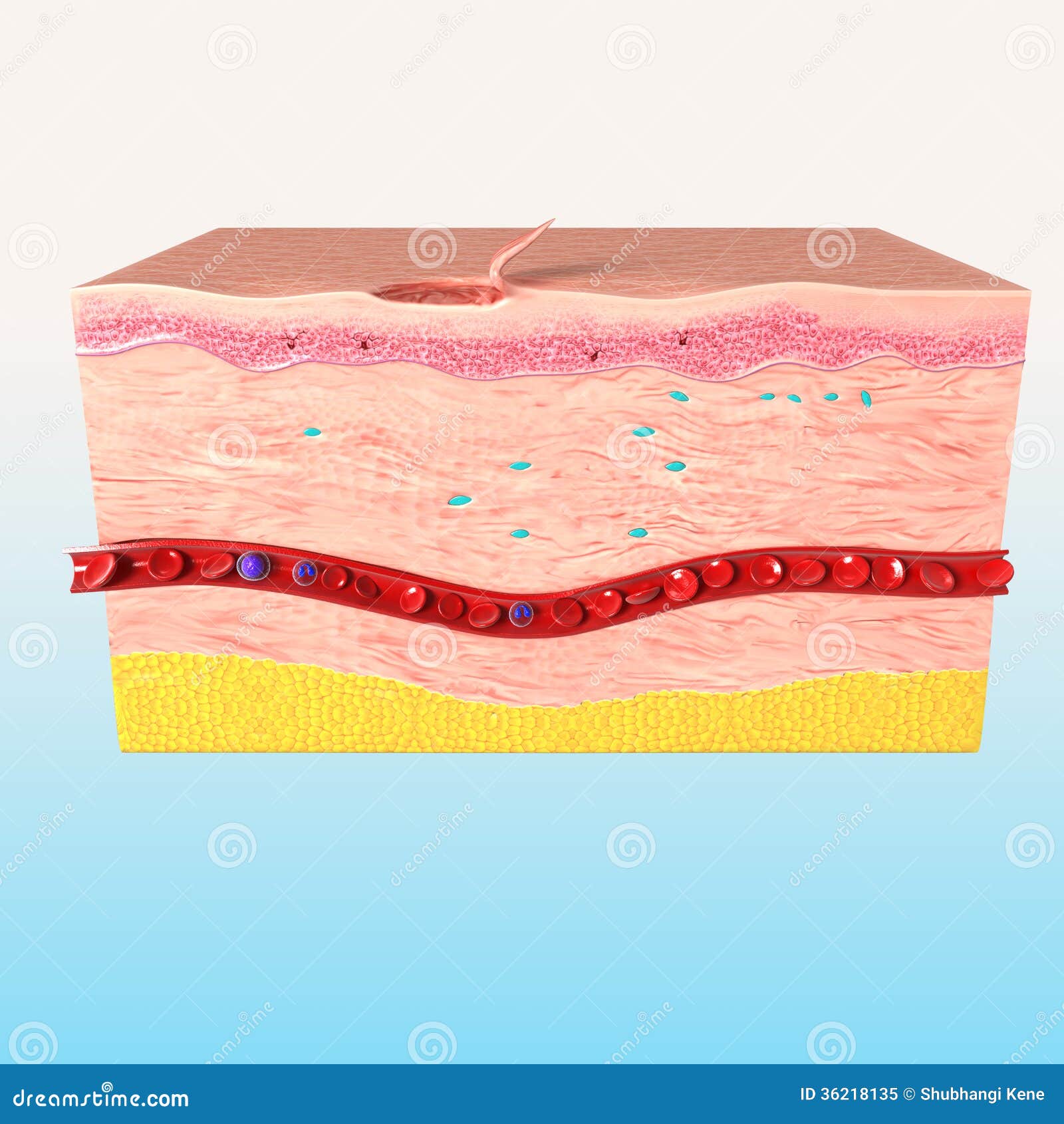 clipart of human tissue - photo #24