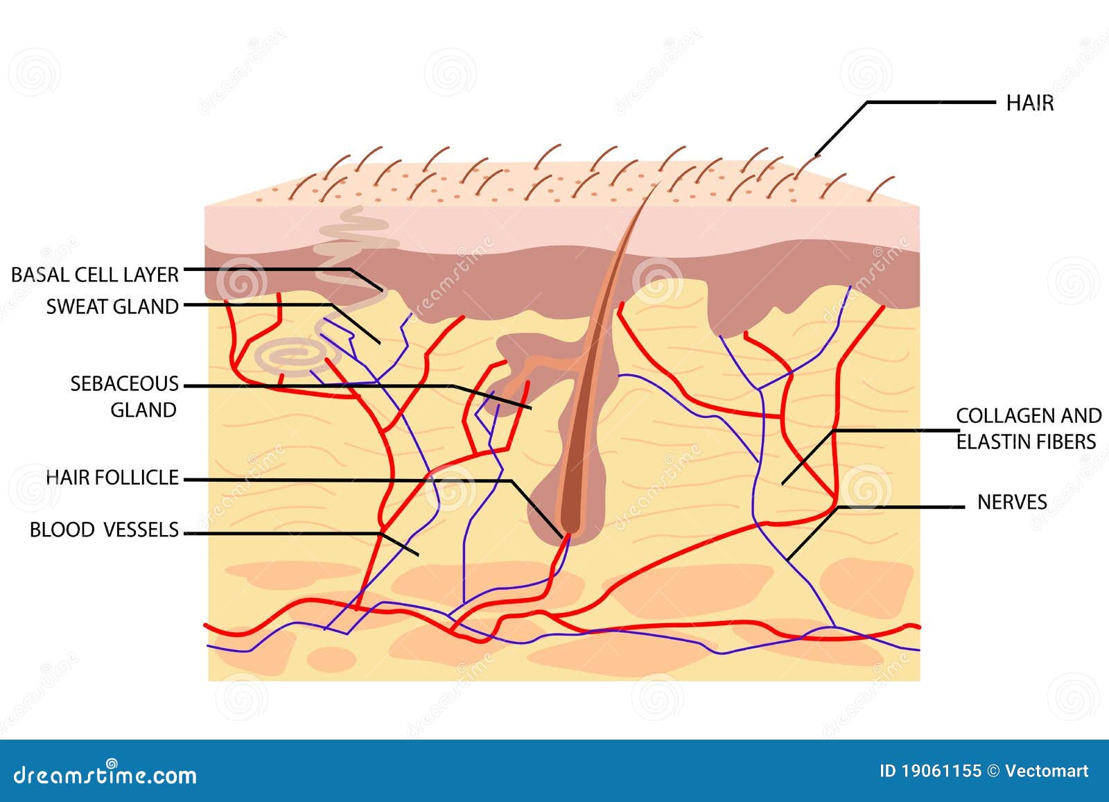 LA PIEL ANATOMIA la piel anatomia: