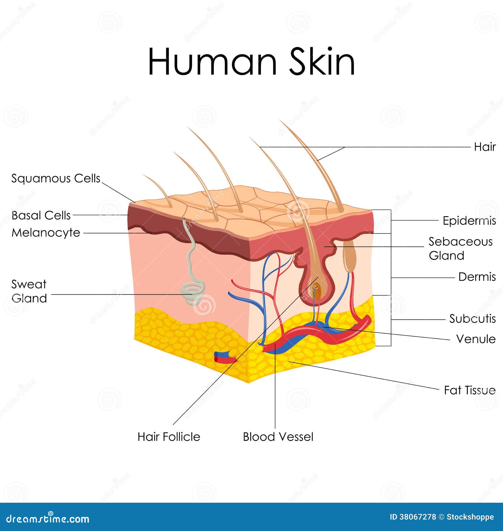 LA PIEL ANATOMIA la piel anatomia: