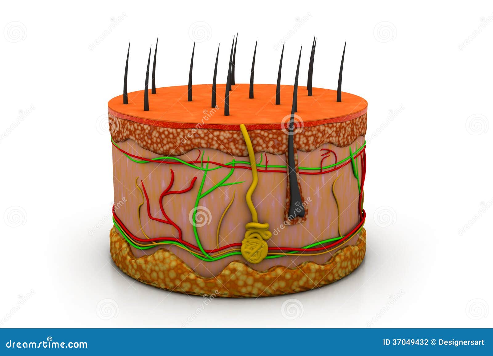 LA PIEL ANATOMIA la piel anatomia: