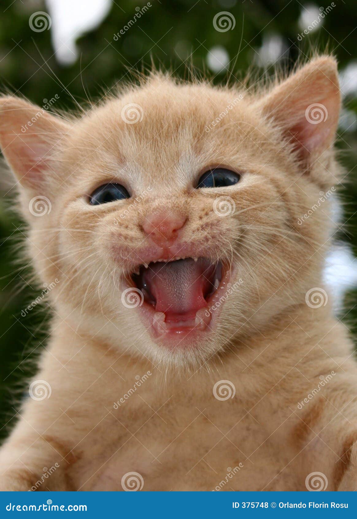 http://thumbs.dreamstime.com/z/angry-cat-375748.jpg