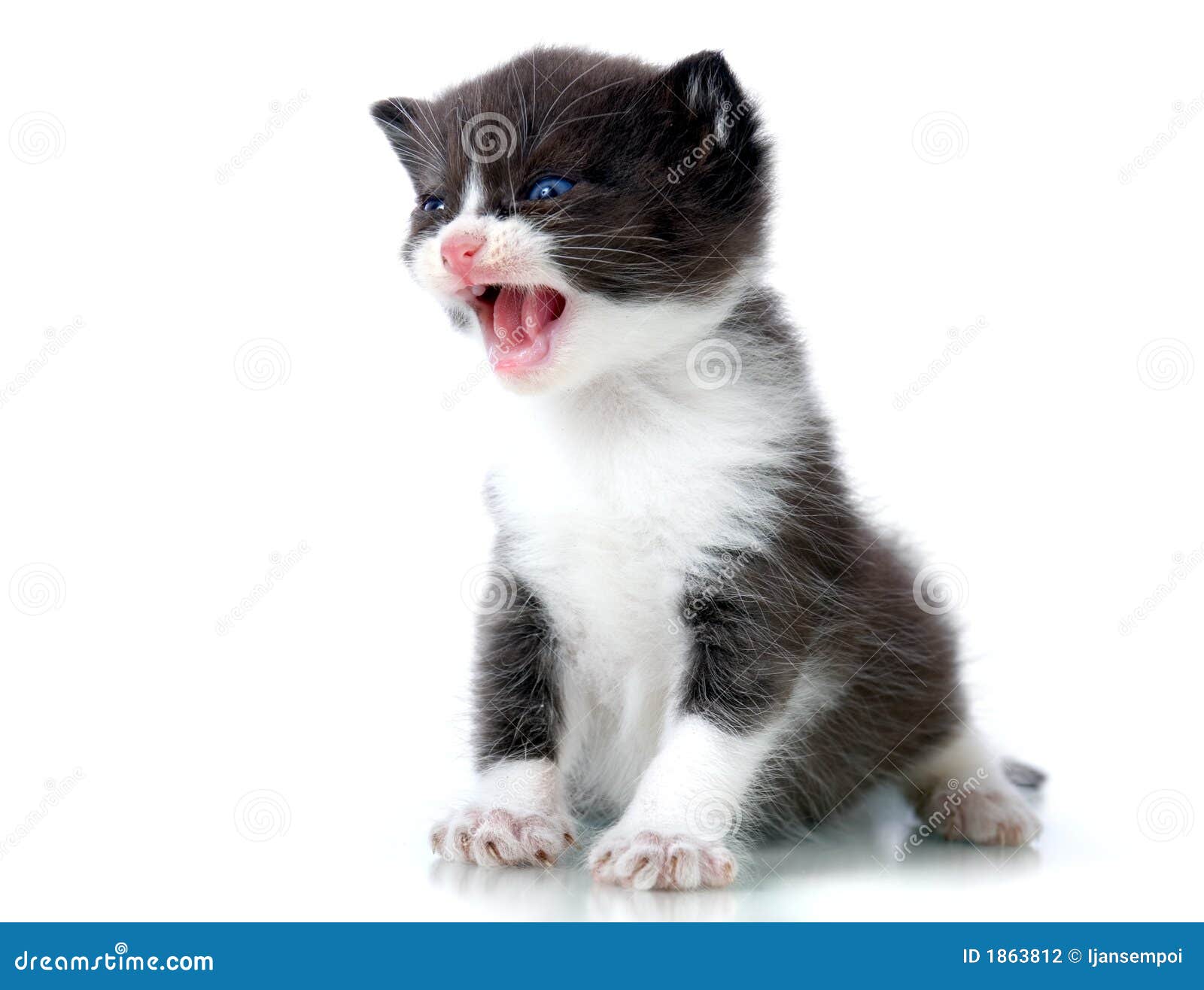 Funny Angry Kitten Pictures With Captions Mad Kitty Meme Funny