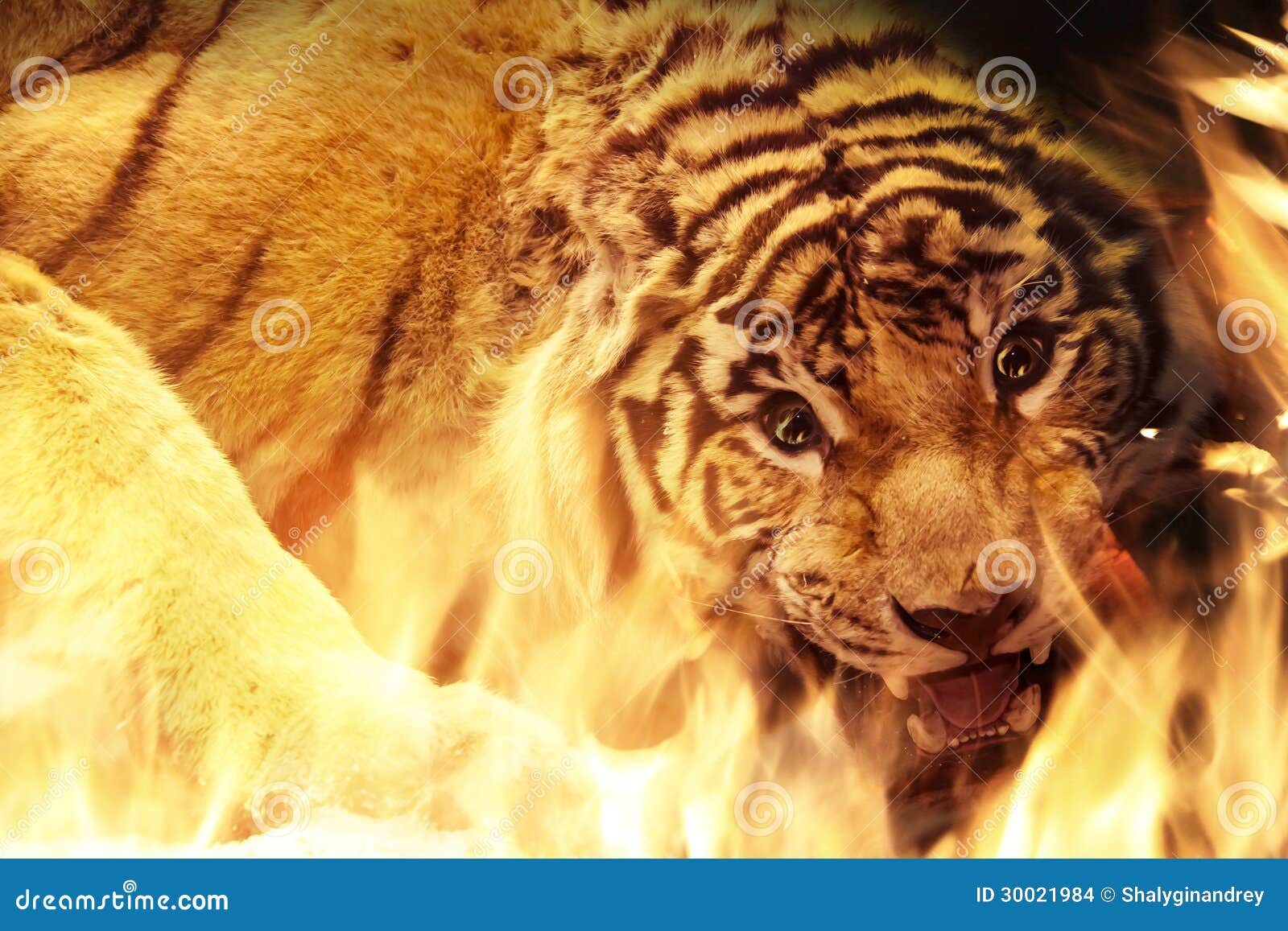 Angry Tiger Near Fire Stock Images - Image: 30021984