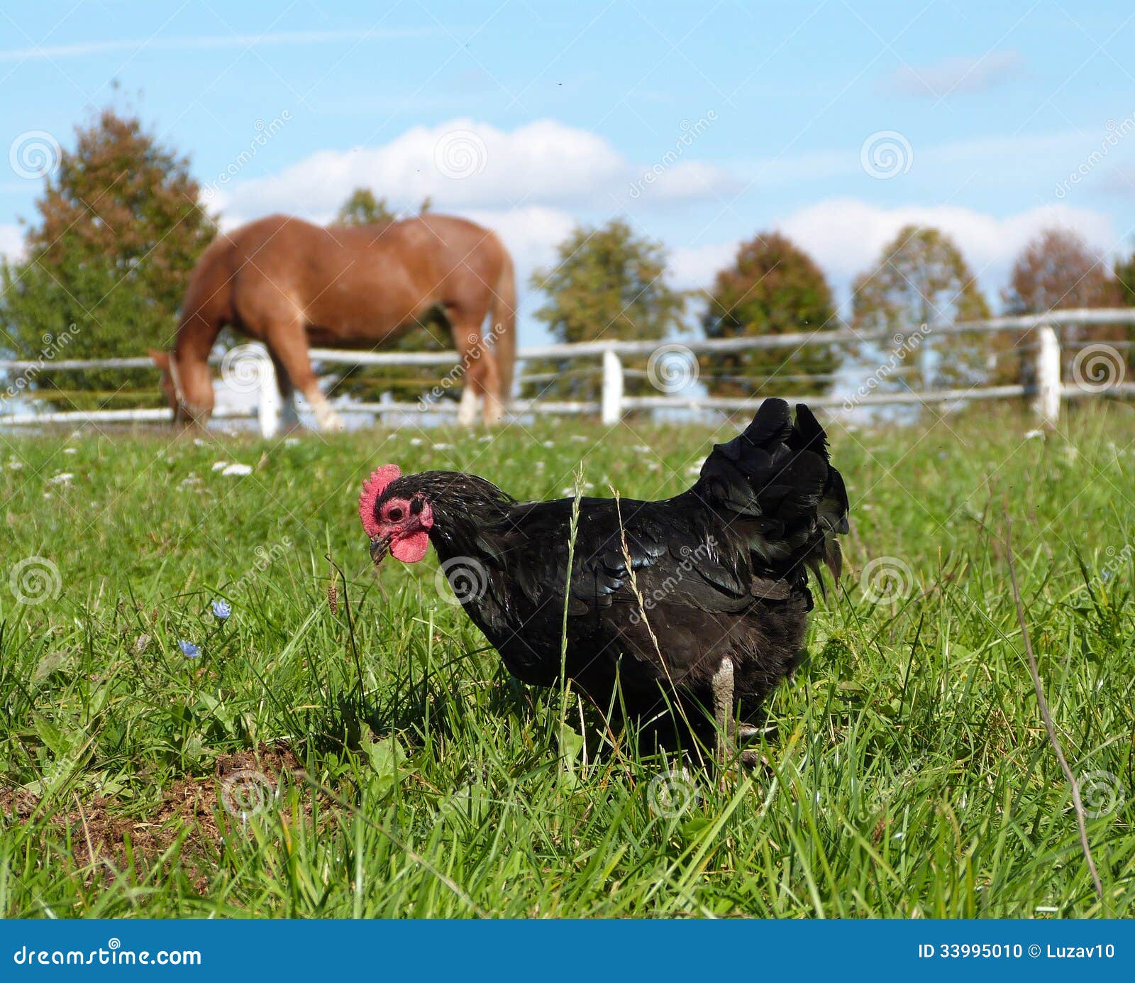 Animal farm - horse and black hen