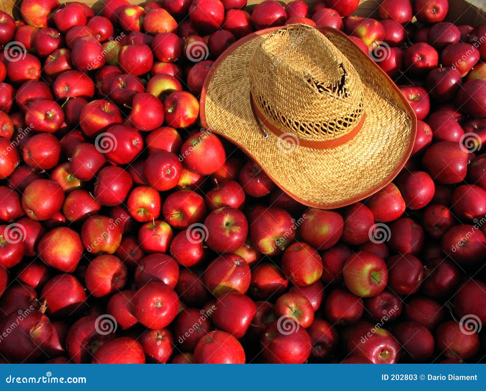 Apple Bin Stock Photos Image 202803