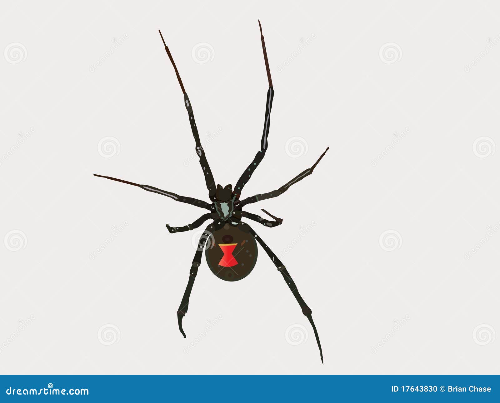 FOTO DE LA VIUDA NEGRA foto de la viuda negra: