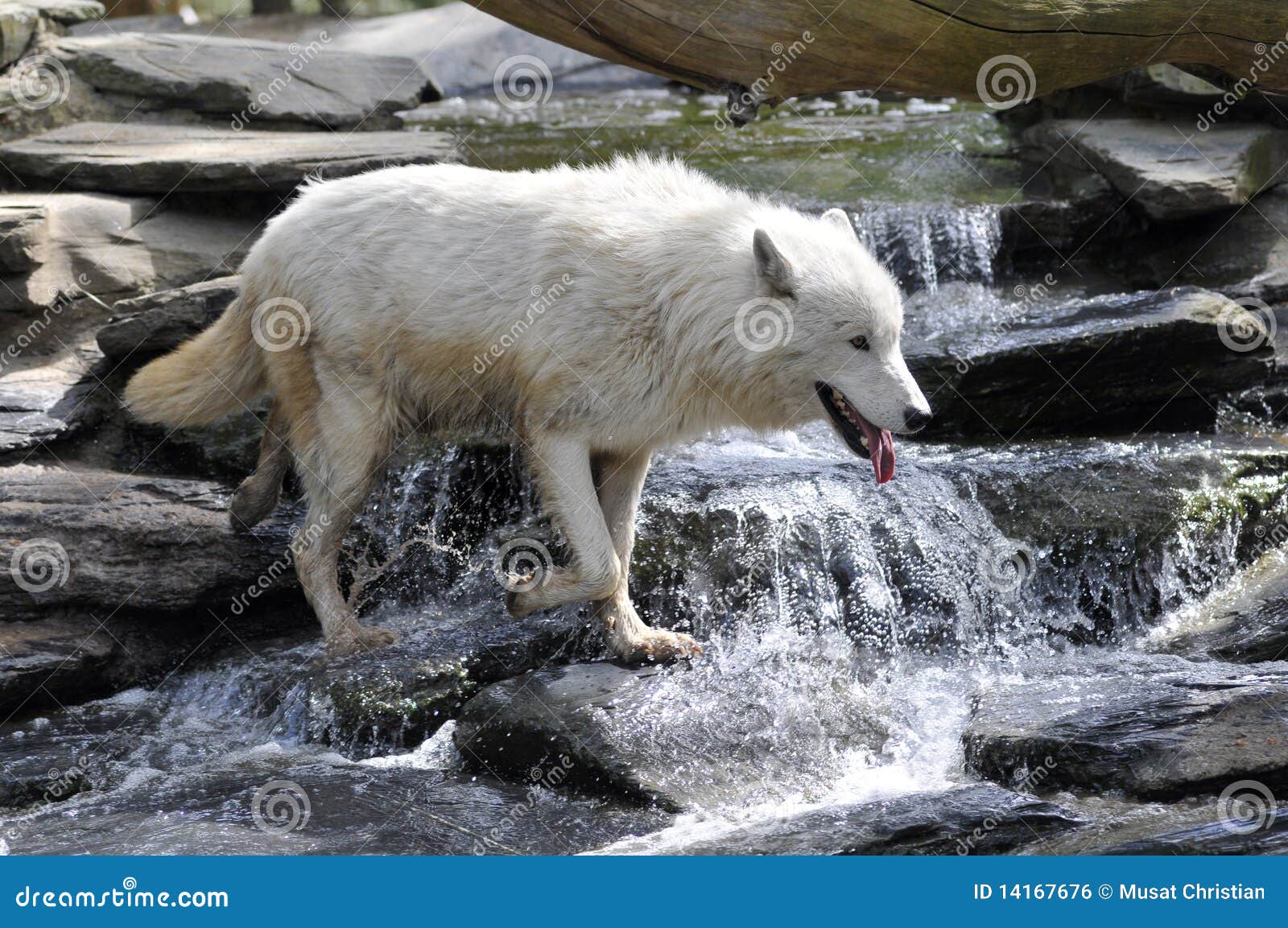 Wolf Stream