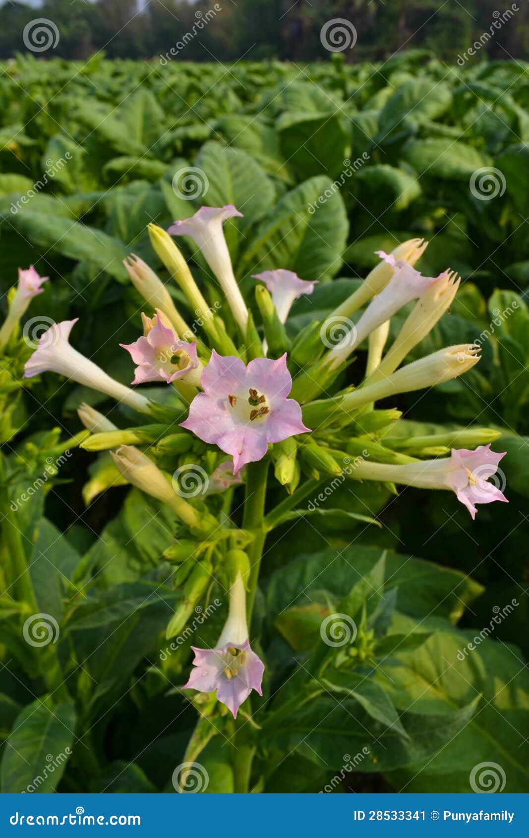 As Flores Do Tabaco Na Planta De Jardim De Tailândia Imagem de Stock As Flores Do Tabaco Na Planta De Jardim De Tailândia Imagem de Stock