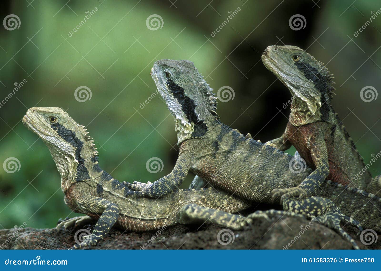 iguana indonesia