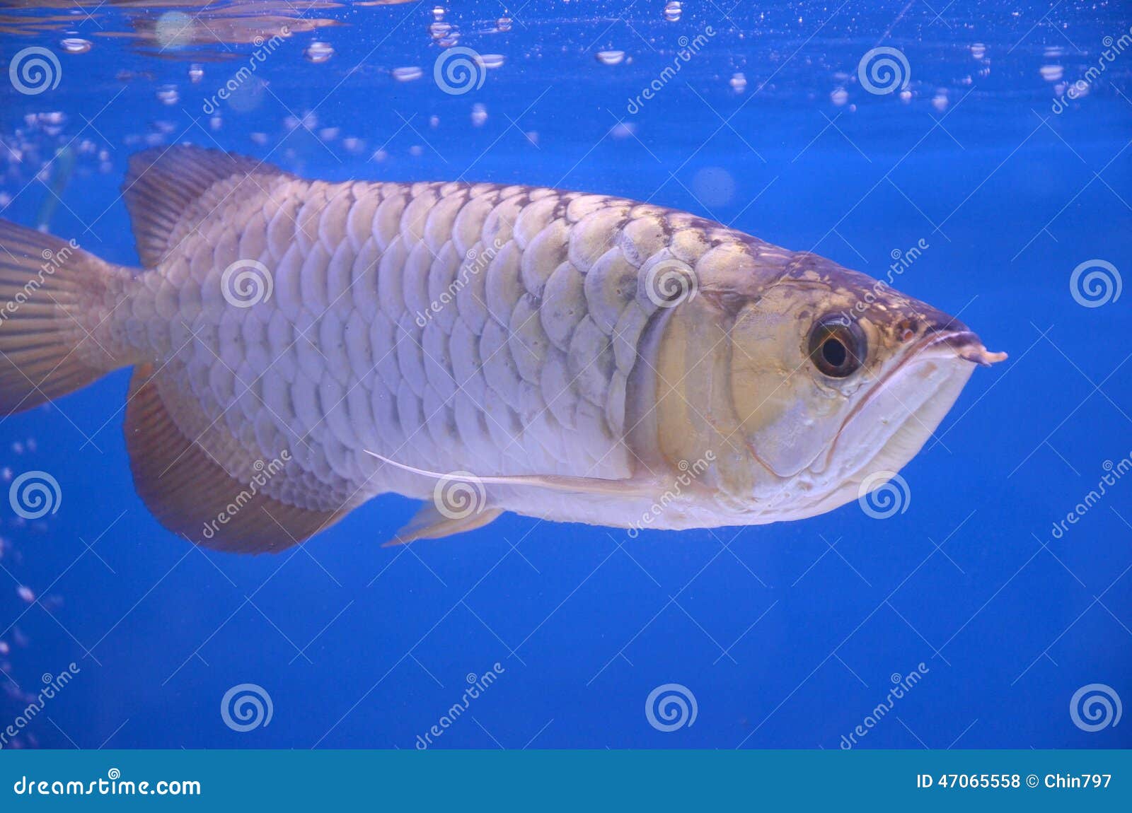 arowana asian black bbw home made movie porn