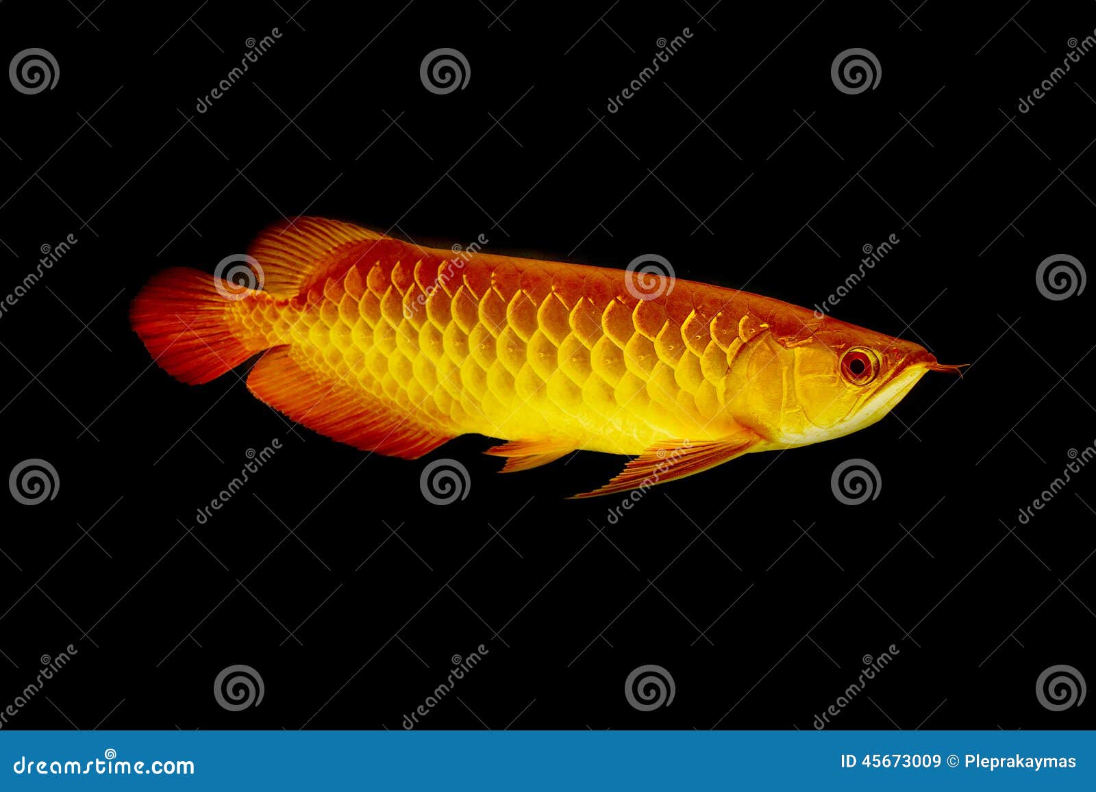 arowana asian black fee iphone porn