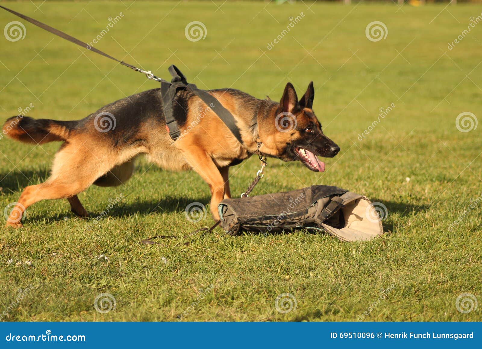 Attacking Dog In Training Stock Photo Image 69510096