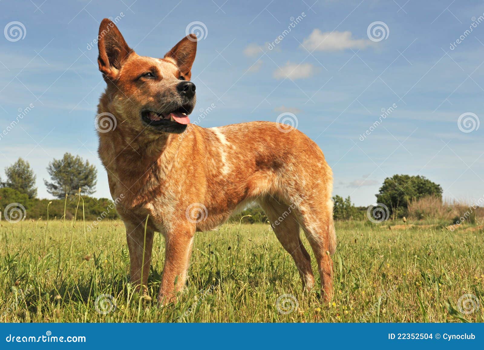 Australian Cattle Dog Stock Images - Image: 22352504 Australian Cattle Dog Stock Images - Image: 22352504
