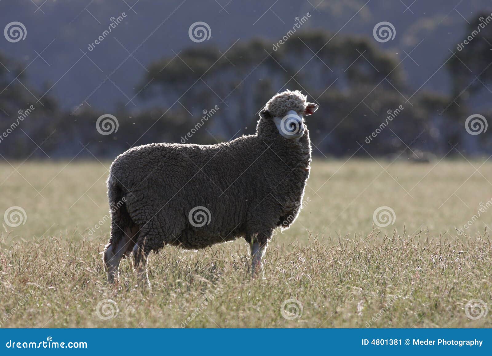 Australian Sheep