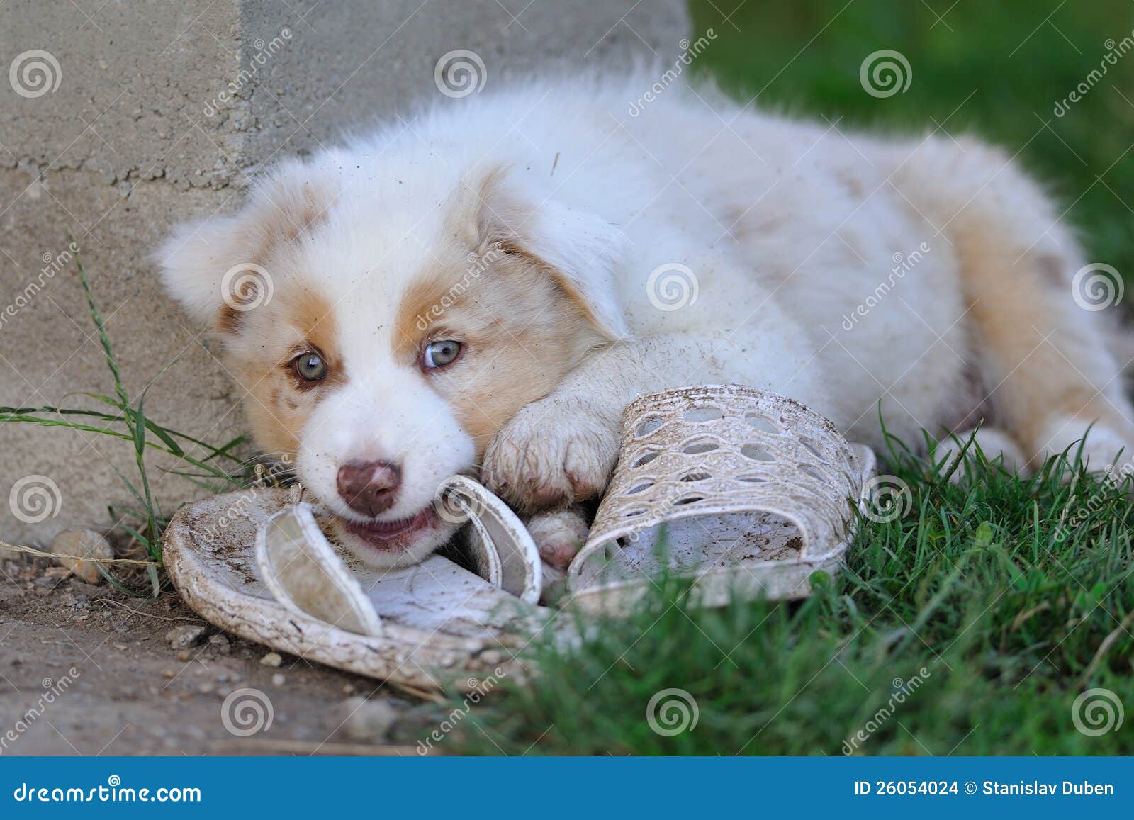 Australian Shepherd Puppies Australian Shepherd Puppies