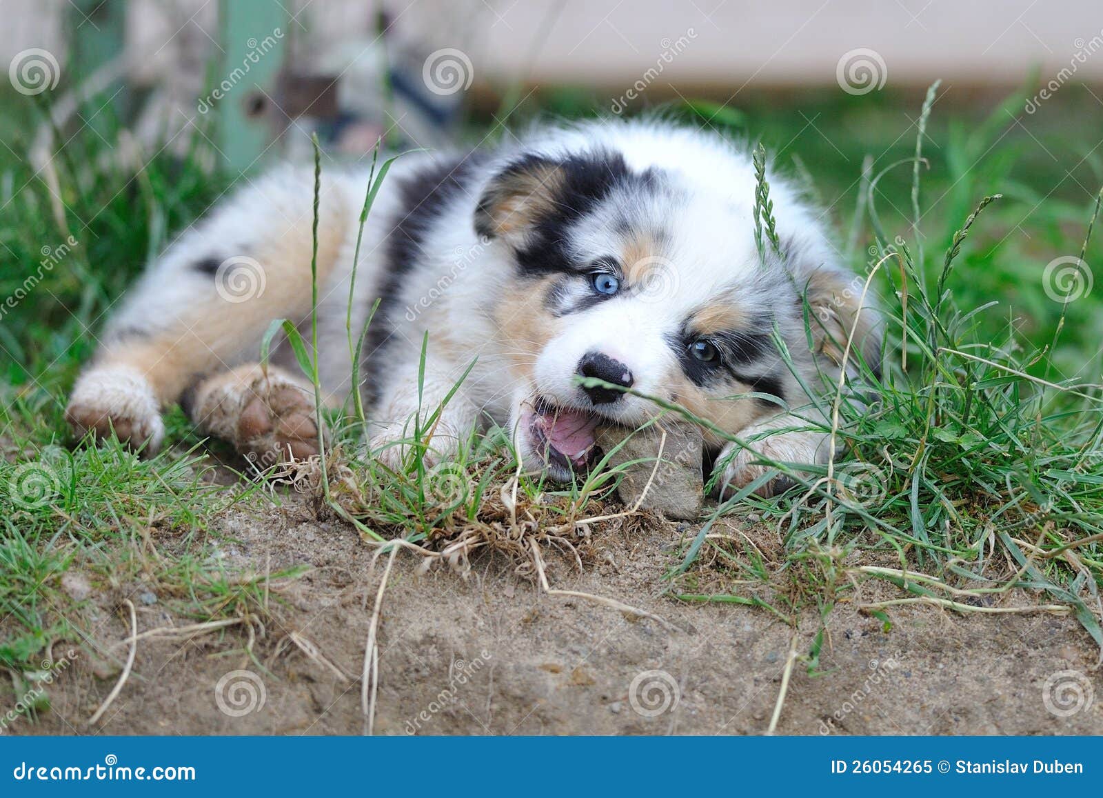More similar stock images of ` Australian Shepherd aussie puppy chew ... More similar stock images of ` Australian Shepherd aussie puppy chew ...