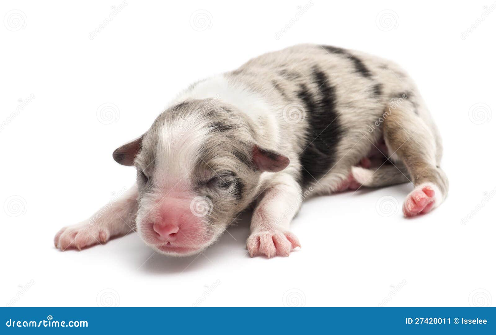 1 day puppies 1 day puppies car interior design 1 day puppies 1 day puppies car interior design