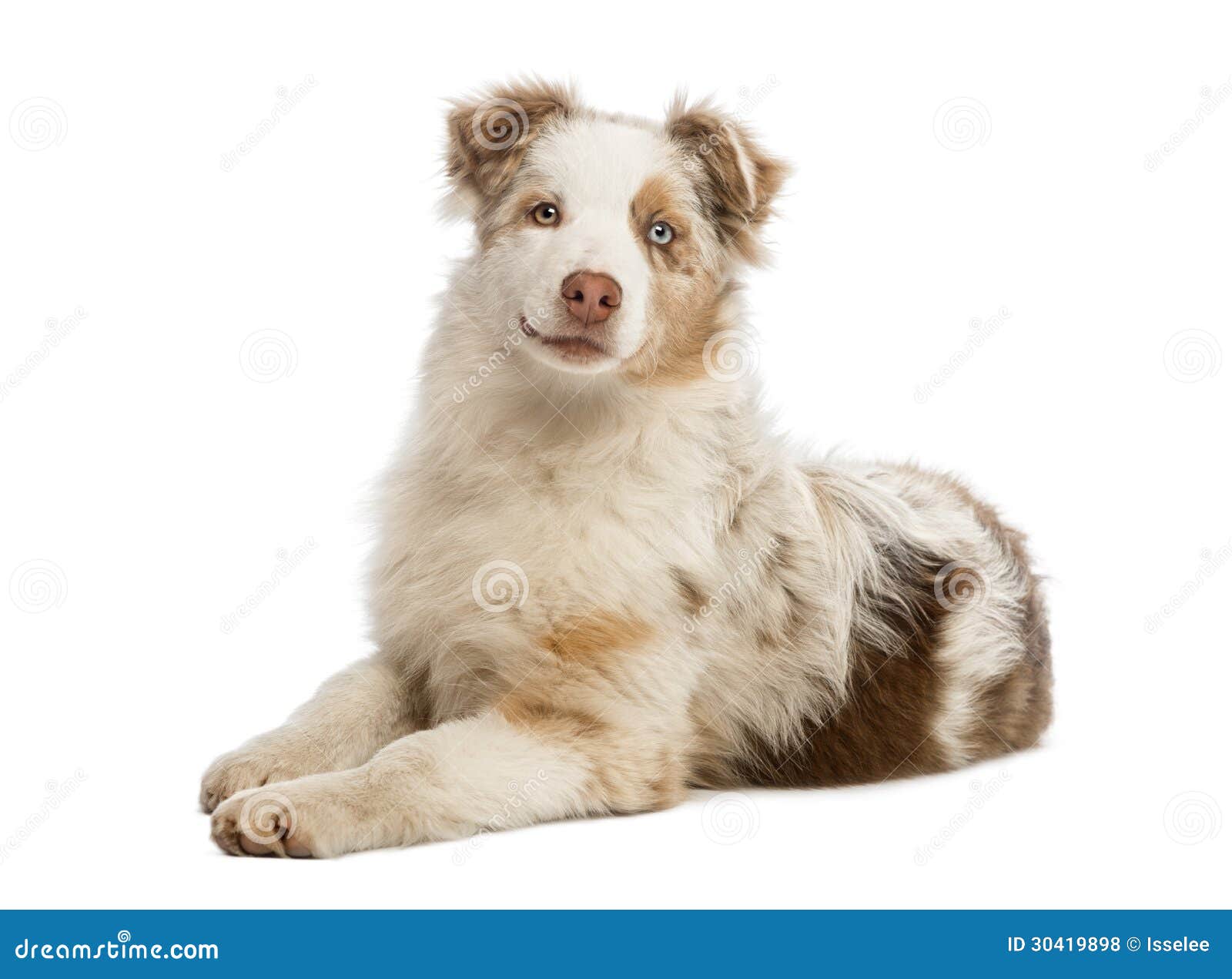 Royalty Free Stock Photos: Australian Shepherd puppy lying Royalty Free Stock Photos: Australian Shepherd puppy lying