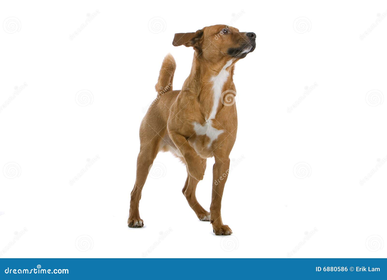 Austrian Pinscher Austrian Pinscher