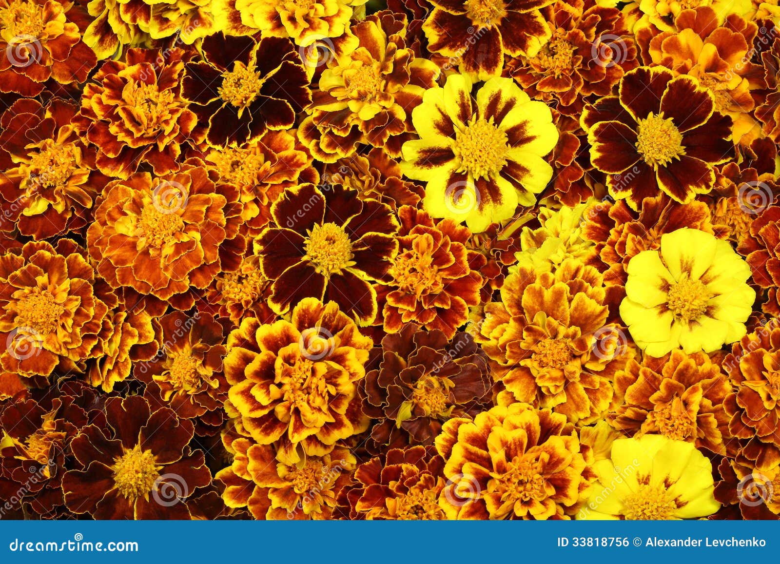 Autumn Flowers Royalty Free Stock Image  Image: 33818756