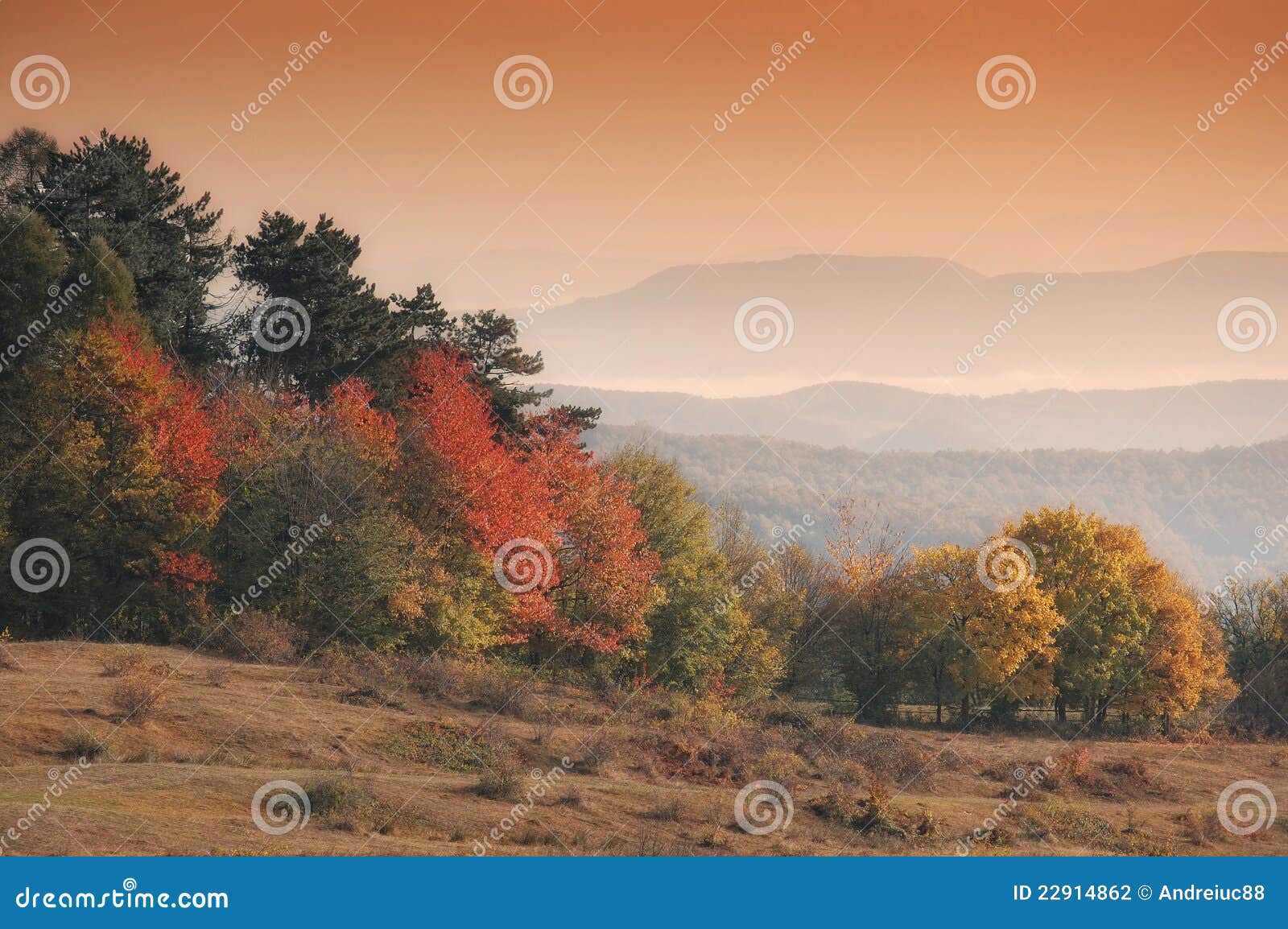 Autumn landscape with orange trees in morning light and fog between