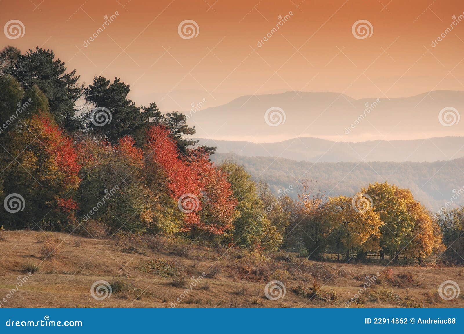 Autumn landscape with orange trees in morning light and fog between 