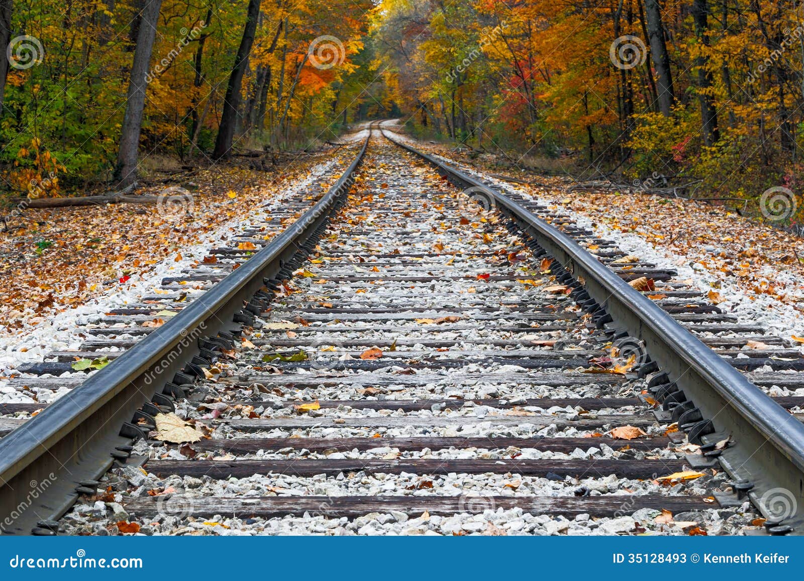 Shiny steel railroad tracks lead the eye trough trees with vivid fall 