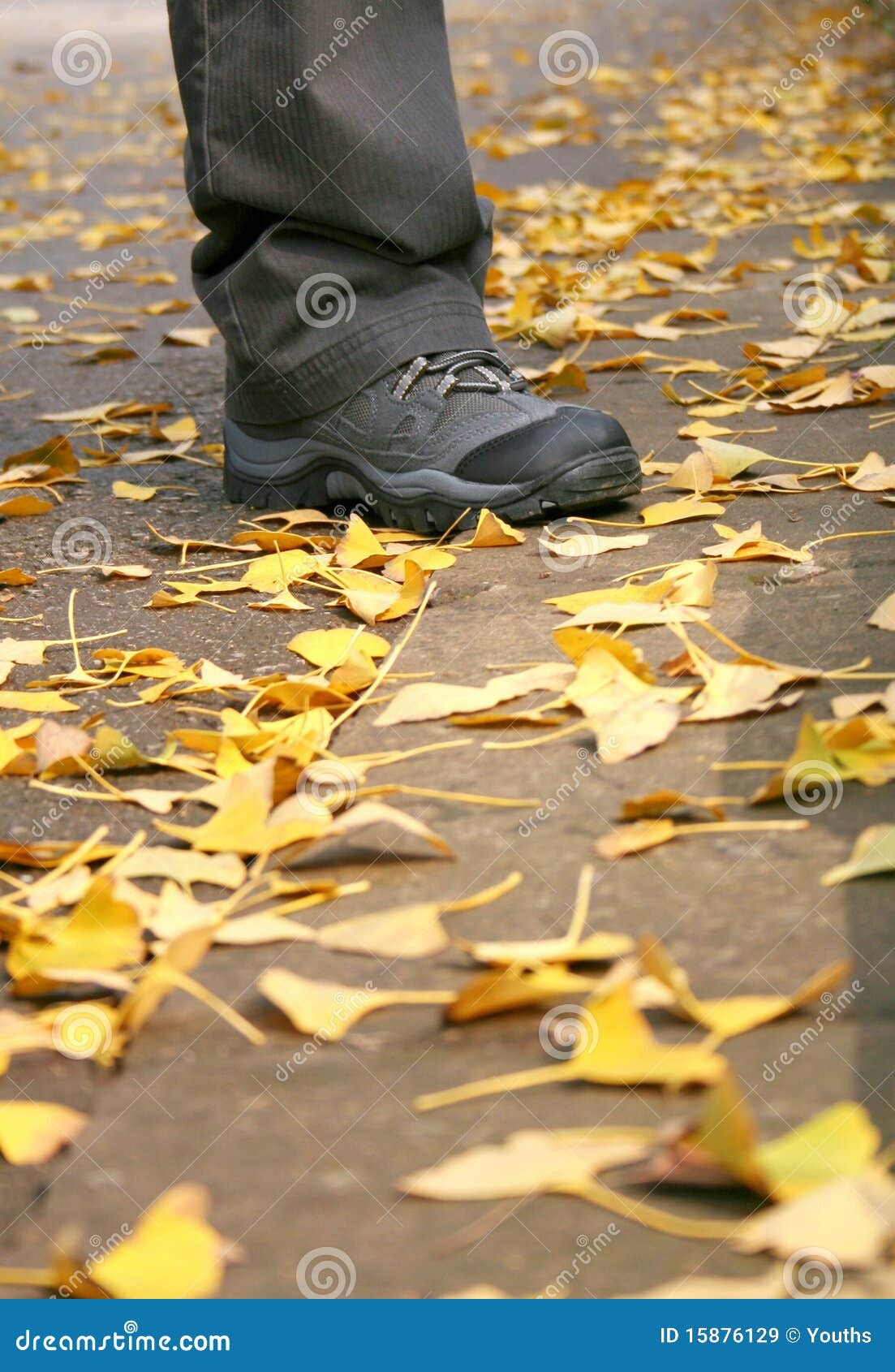 Autumn has come, yellow ginkgo leaves fall to the ground. Autumn is 