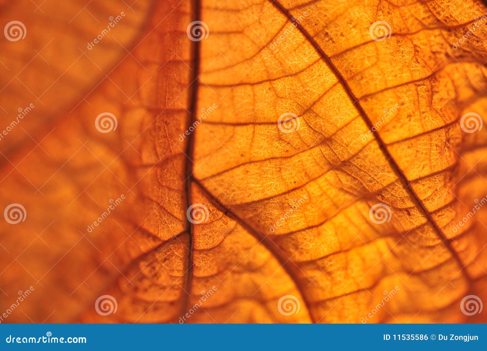  - autumn-yellow-leaves-11535586