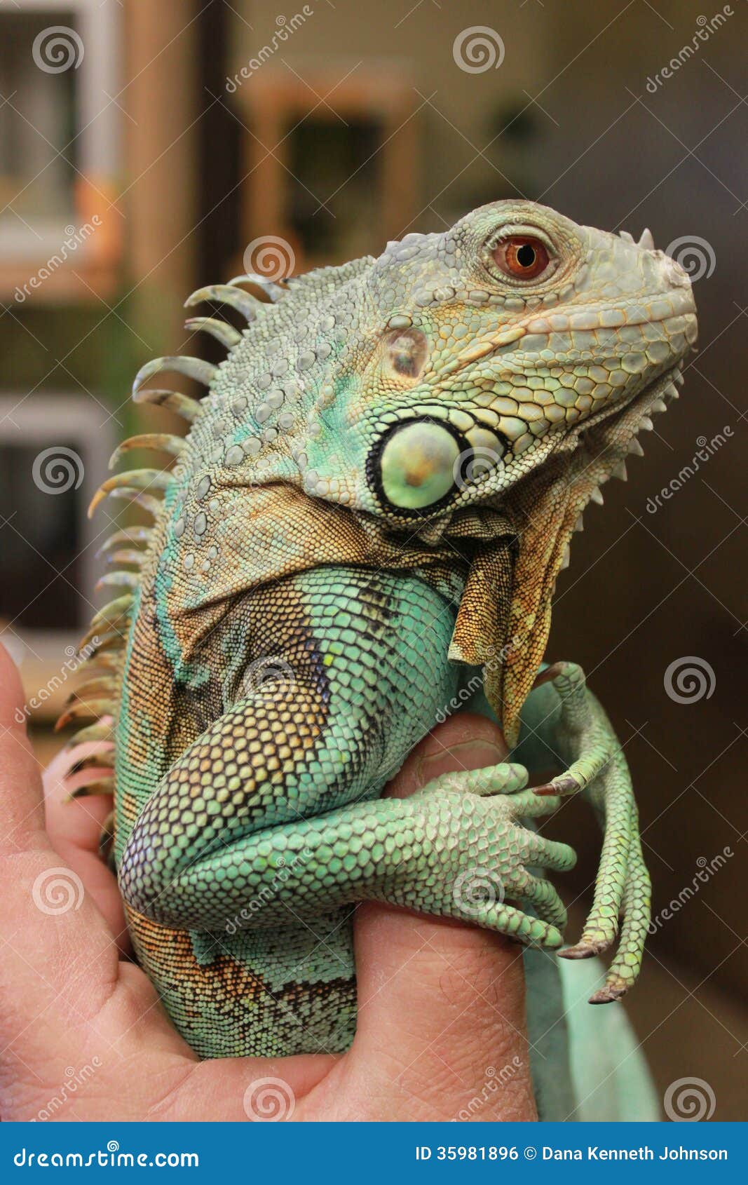 iguana blue