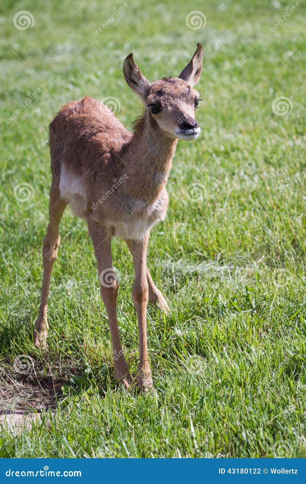 Baby Antelope Stock Photo - Image: 43180122