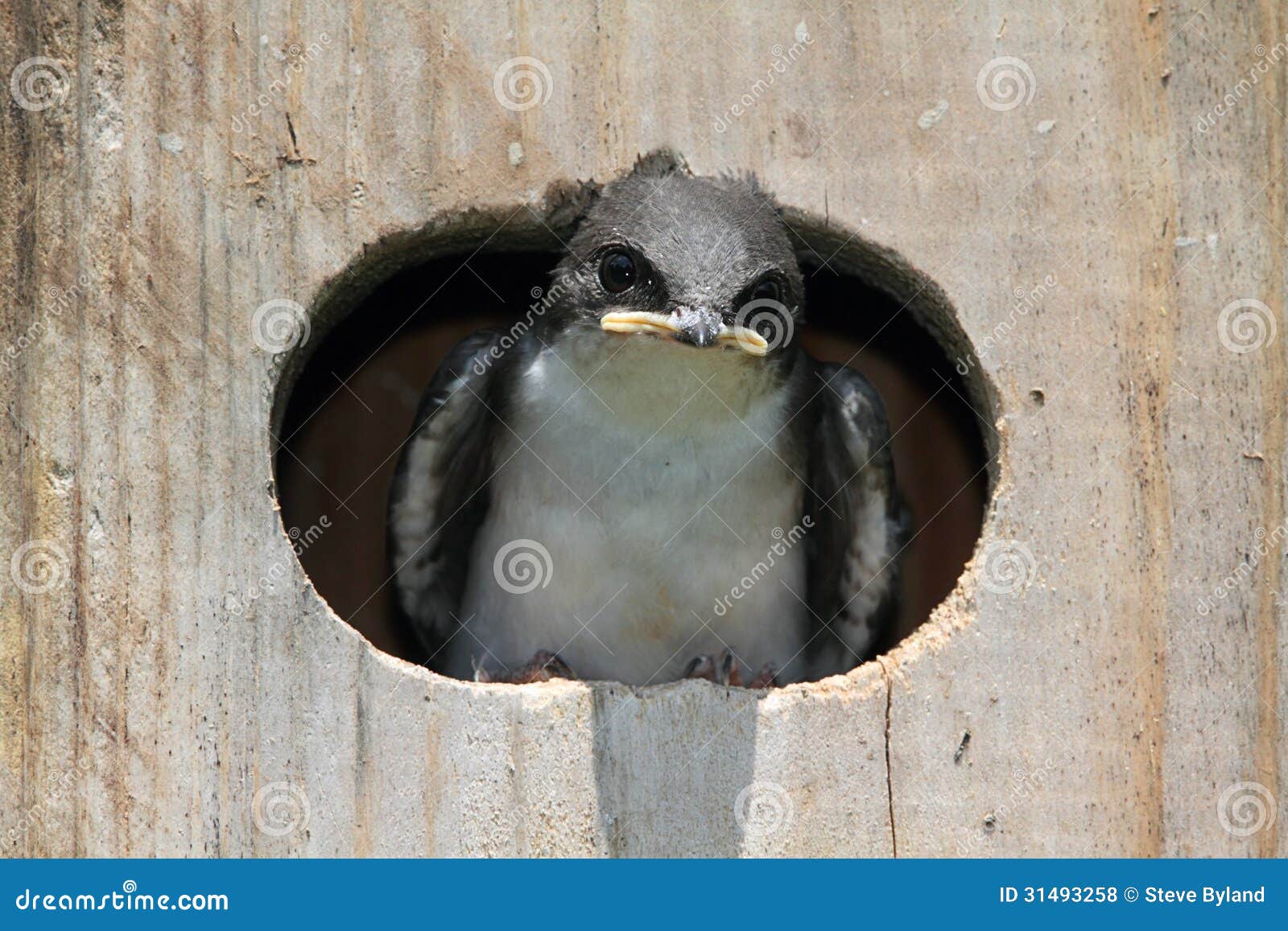 Tree Swallow Bird House