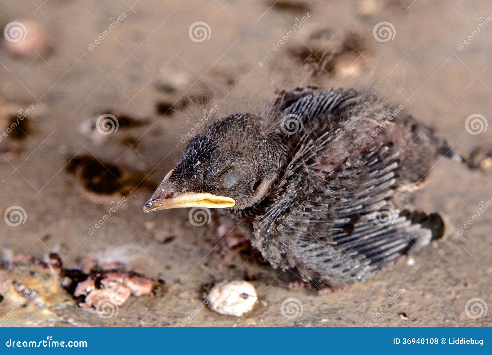 baby bird royalty free stock photos image 36940108 baby bird royalty free stock photos image 36940108