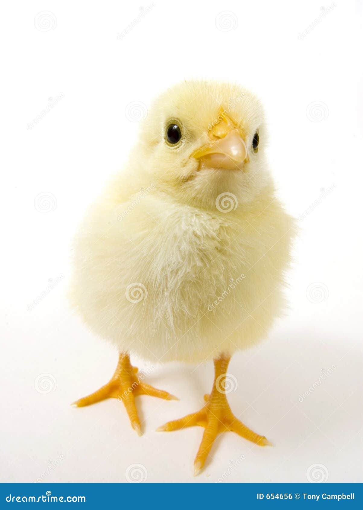 baby-chick-white-background-wide-15mm-28-654656.jpg