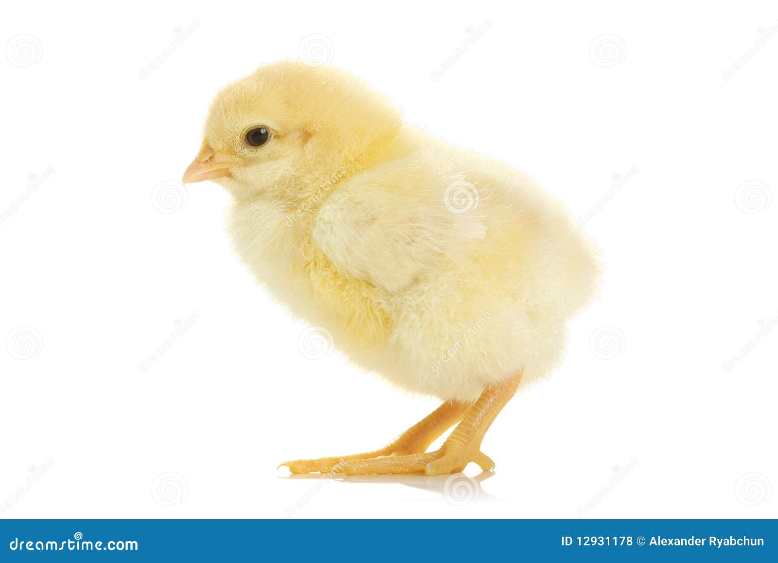 Baby Chicken Royalty Free Stock Photos - Image: 12931178