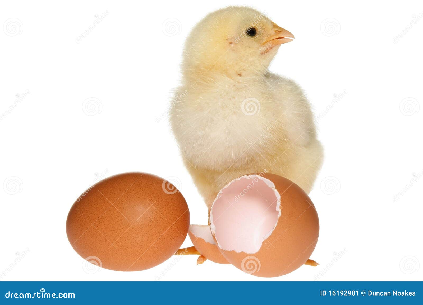 Fluffy yellow baby chicken standing next to a broken open egg shell.