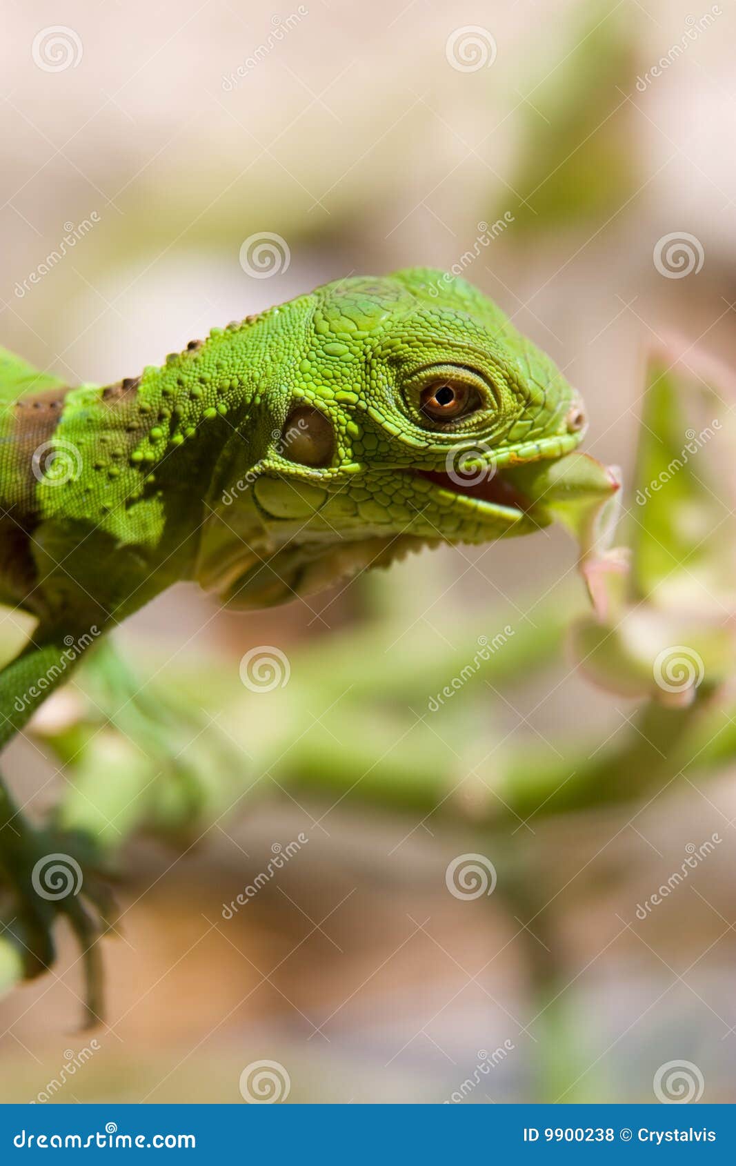 iguana baby