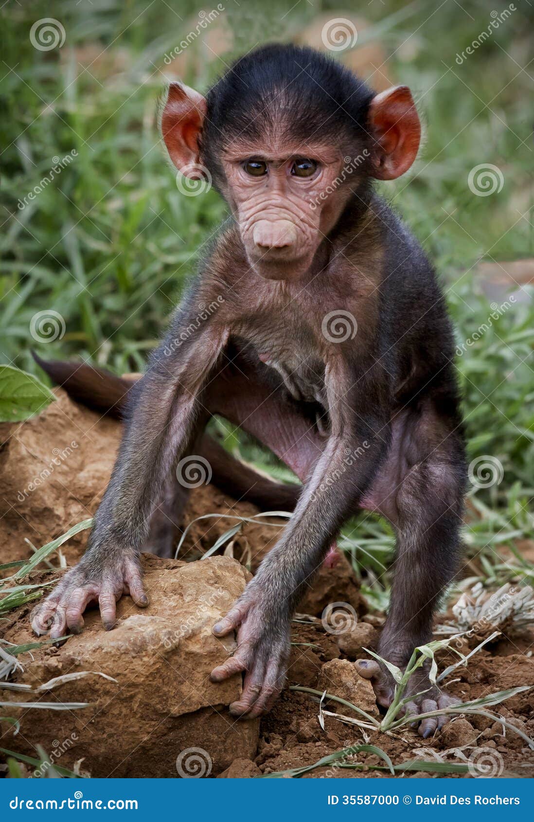 African Baby Baboon Images & Pictures - Becuo African Baby Baboon Images & Pictures - Becuo