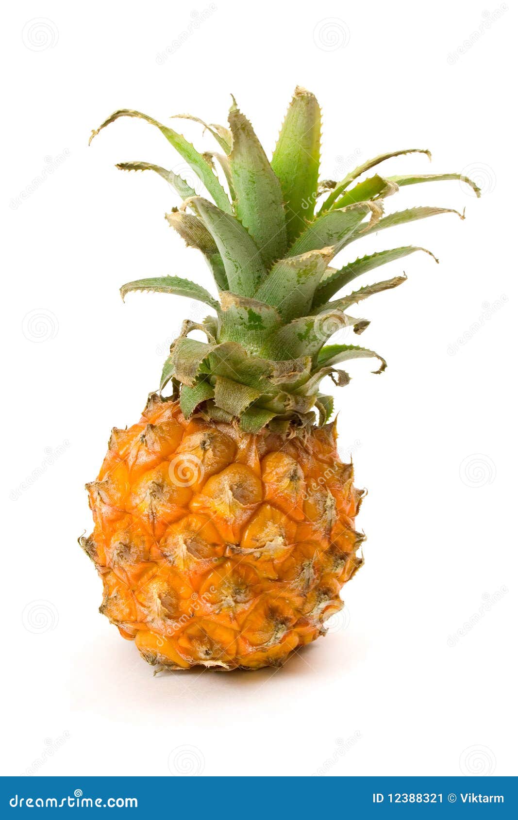 "baby" Pineapple Stock Image - Image: 12388321