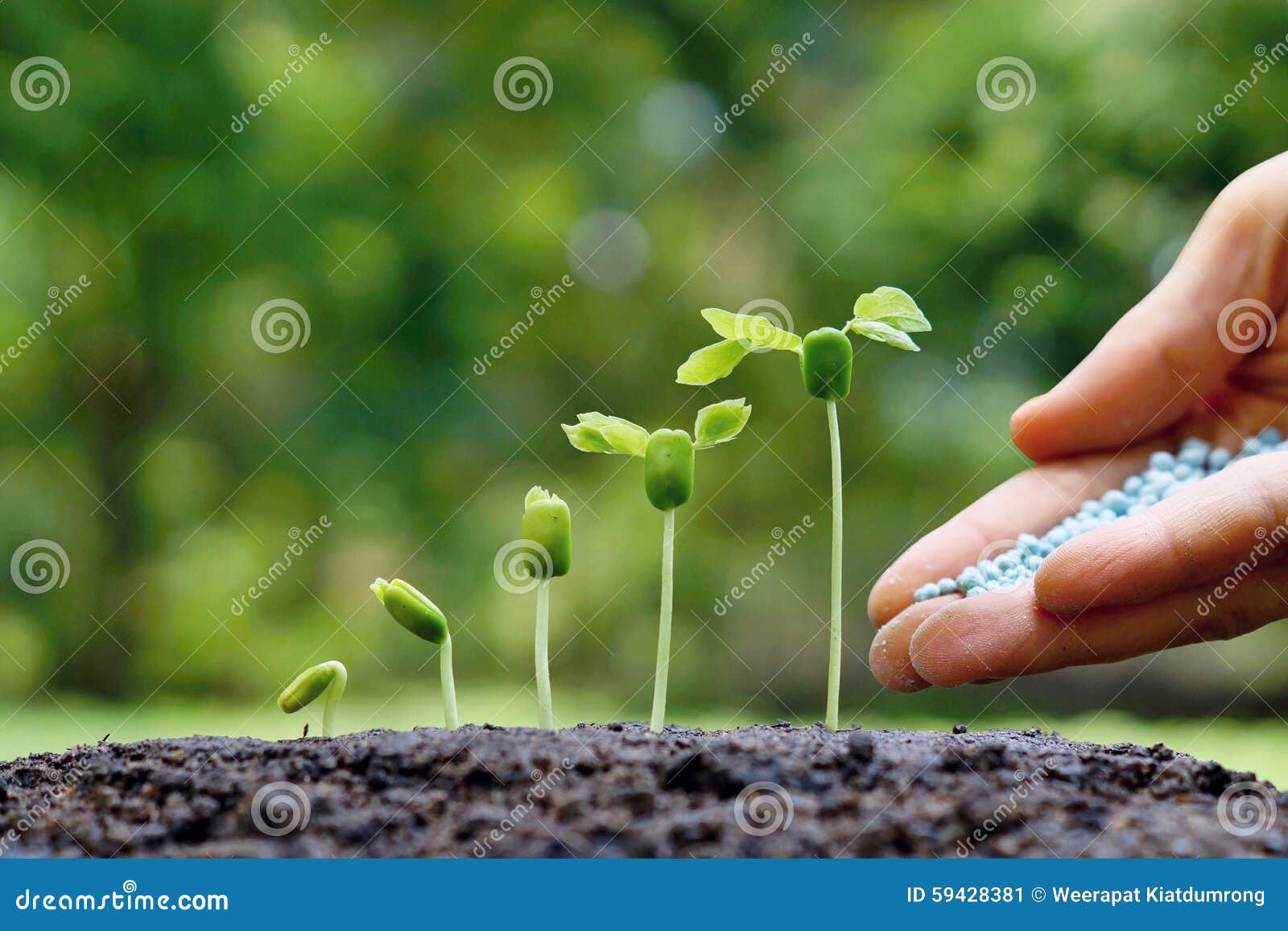 Baby Plants Seedling Stock Image Image Of Grow Light